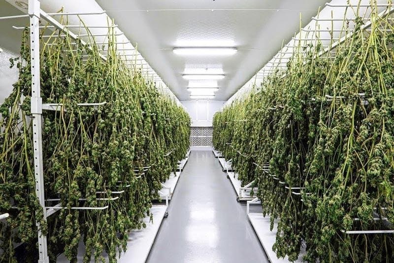 Cannabis Drying